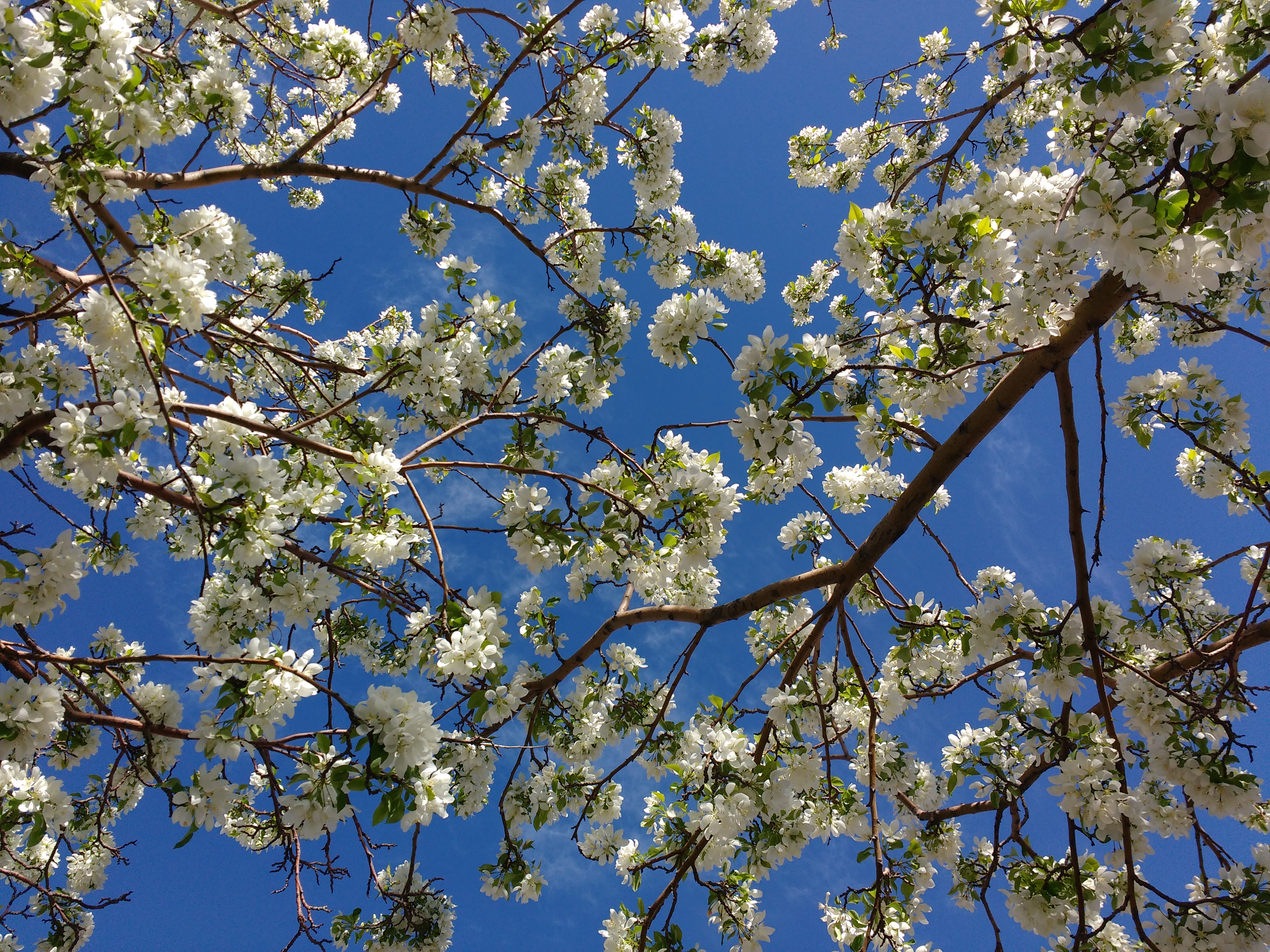 crabapple blossums
